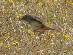 Galerida magnirostris magnirostris