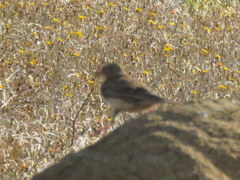 Galerida magnirostris magnirostris