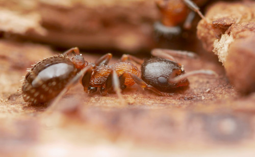 Temnothorax atlantisTemnothorax atlantis
