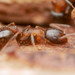 Temnothorax continentalis - Photo no rights reserved, uploaded by Philipp Hoenle