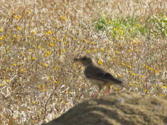 Galerida magnirostris magnirostris
