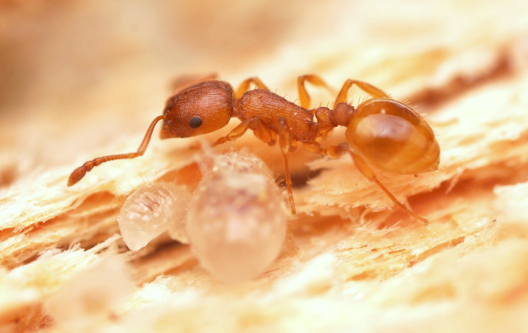 Temnothorax lichtensteini