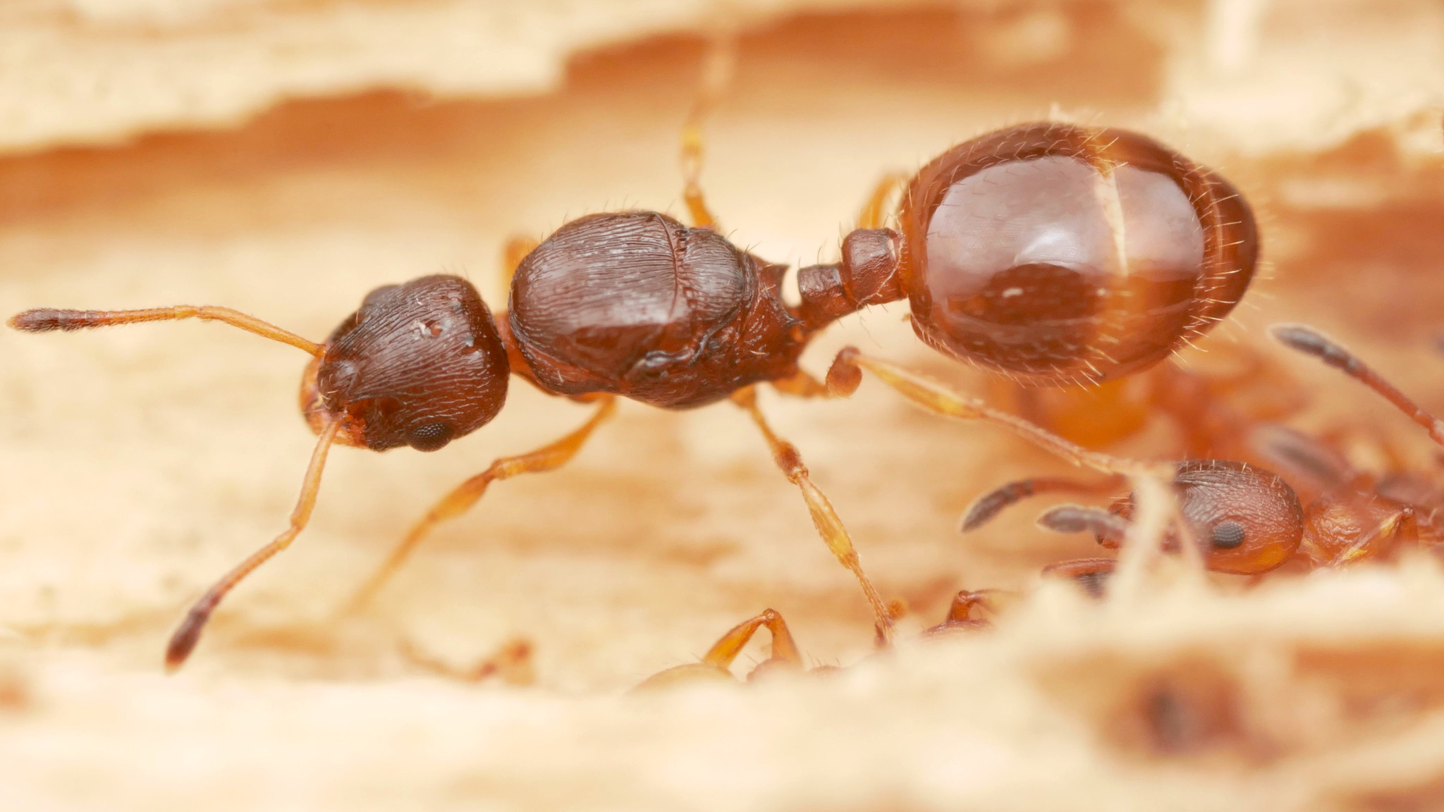 Temnothorax tuberum