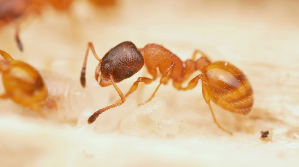 Leptothorax tuberum