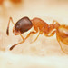 Temnothorax tuberum - Photo no rights reserved, uploaded by Philipp Hoenle
