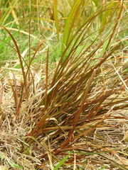 Carex punicea