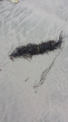 Desmarestia aculeata