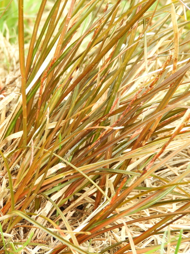 Image of Carex punicea by (c) Santiago Martín-Bravo, some rights reserved (CC BY)