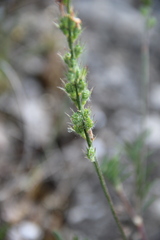 Onobrychis cyri