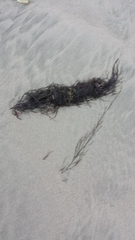 Desmarestia aculeata