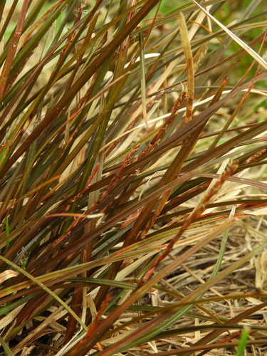 Image of Carex punicea by (c) Santiago Martín-Bravo, some rights reserved (CC BY)