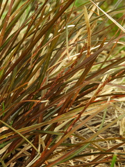 Carex punicea