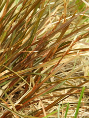 Carex punicea