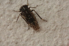 Stenidiocerus poecilus