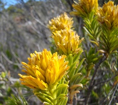 Pteronia fasciculata
