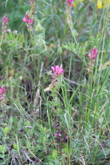 Onobrychis cyri