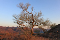 Parkinsonia praecox