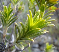 Pteronia fasciculata