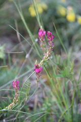 Onobrychis cyri