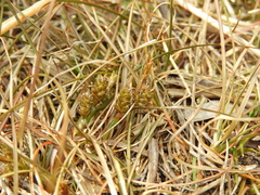 Carex libera