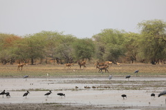 Alcelaphus buselaphus lelwel