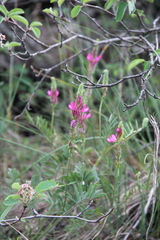 Onobrychis cyri