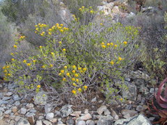 Pteronia fasciculata