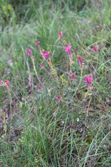 Onobrychis cyri