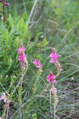 Onobrychis cyri