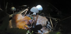 Fungi
