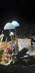 Fungi