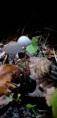 Fungi