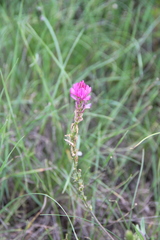 Onobrychis cyri