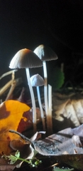 Fungi