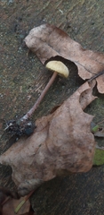 Fungi