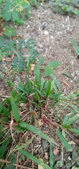 Eragrostis unioloides