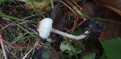 Fungi