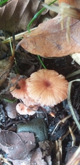 Fungi