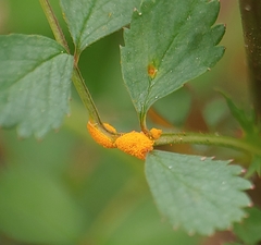 Phragmidium rosae-multiflorae