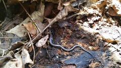 Plethodon electromorphus
