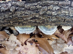 Trametes versicolor