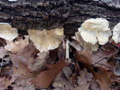Trametes versicolor