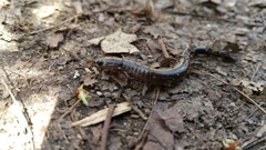 Plethodon electromorphus