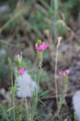 Onobrychis cyri