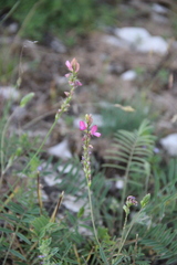 Onobrychis cyri