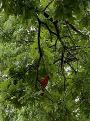 Cardinalis cardinalis
