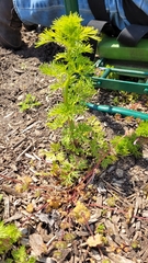 Matricaria discoidea