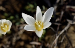 Crocus ochroleucus