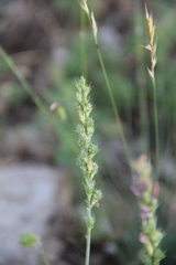 Onobrychis cyri