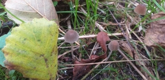 Fungi